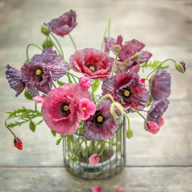 Sarah Raven Seeds Ethereal Poppy Collection Blumensamen 2 Tüten grau