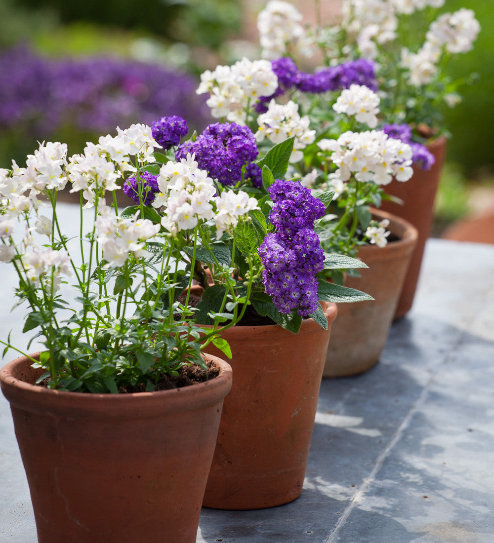 Sarah Raven Plants Nemesia Wisley Vanilla Pflanze 3x9cm weiß Duft