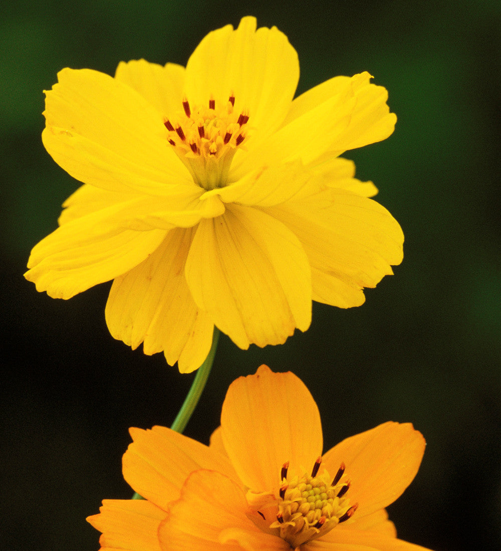 Sarah Raven Cosmos Bright Lights Samen 100 Samen orange