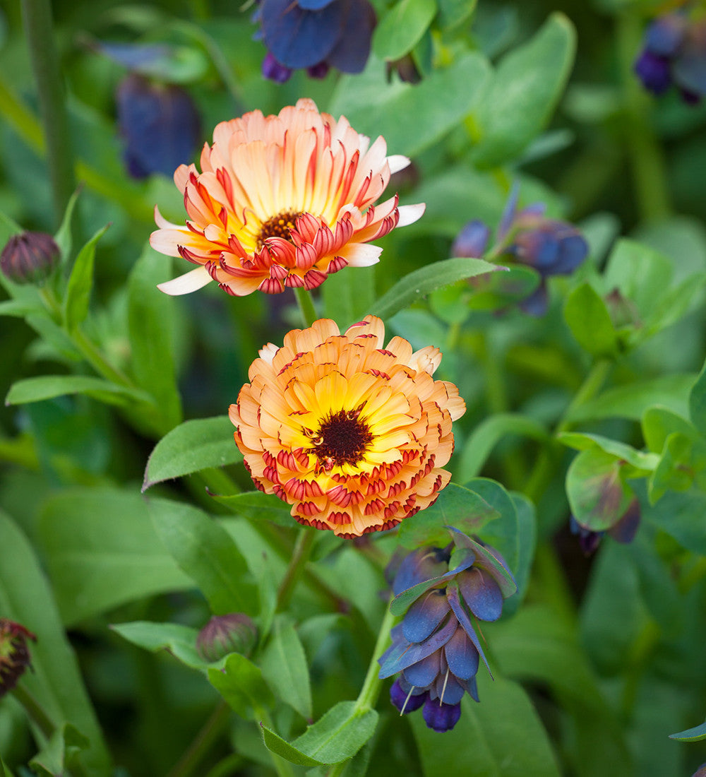 Sarah Raven Seeds Ringelblume Sunset Buff Samen 75 Stück