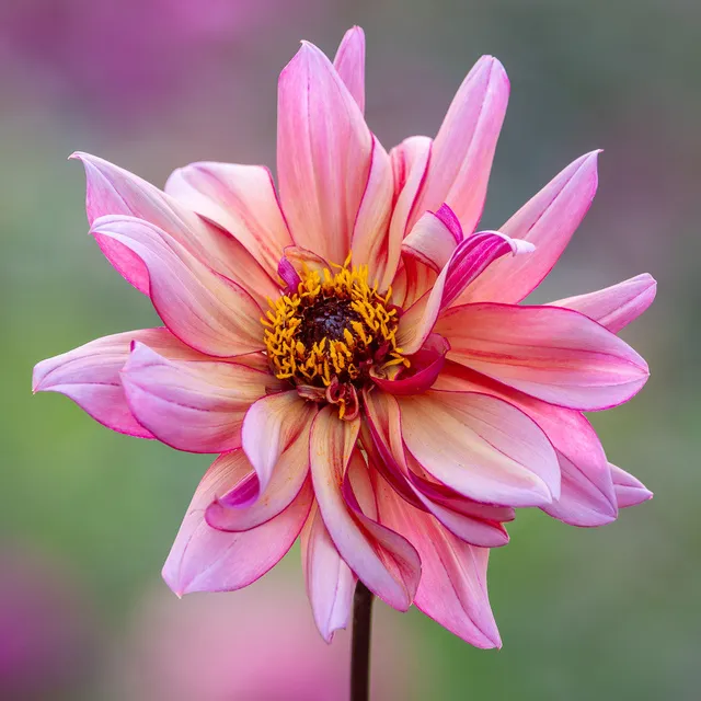 Sarah Raven Jonathan Buckley Dahlie 1 Knolle Schnittblume