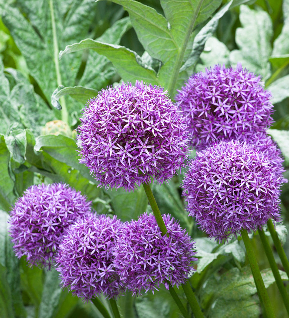 Sarah Raven Bulbs Allium Globemaster Blumenzwiebeln 3 Stück