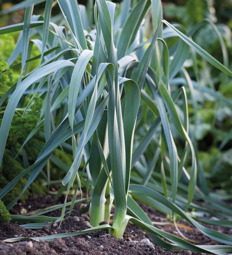 Sarah Raven Seeds Leek Musselburgh Saatgut 450 Samen winterhart