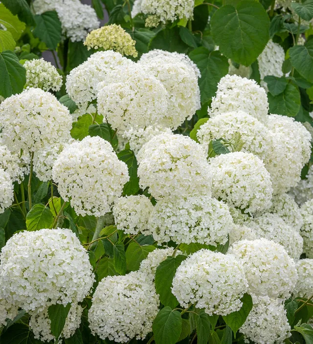 Sarah Raven Hydrangea Incrediball Hortensie 3L Topf weiß