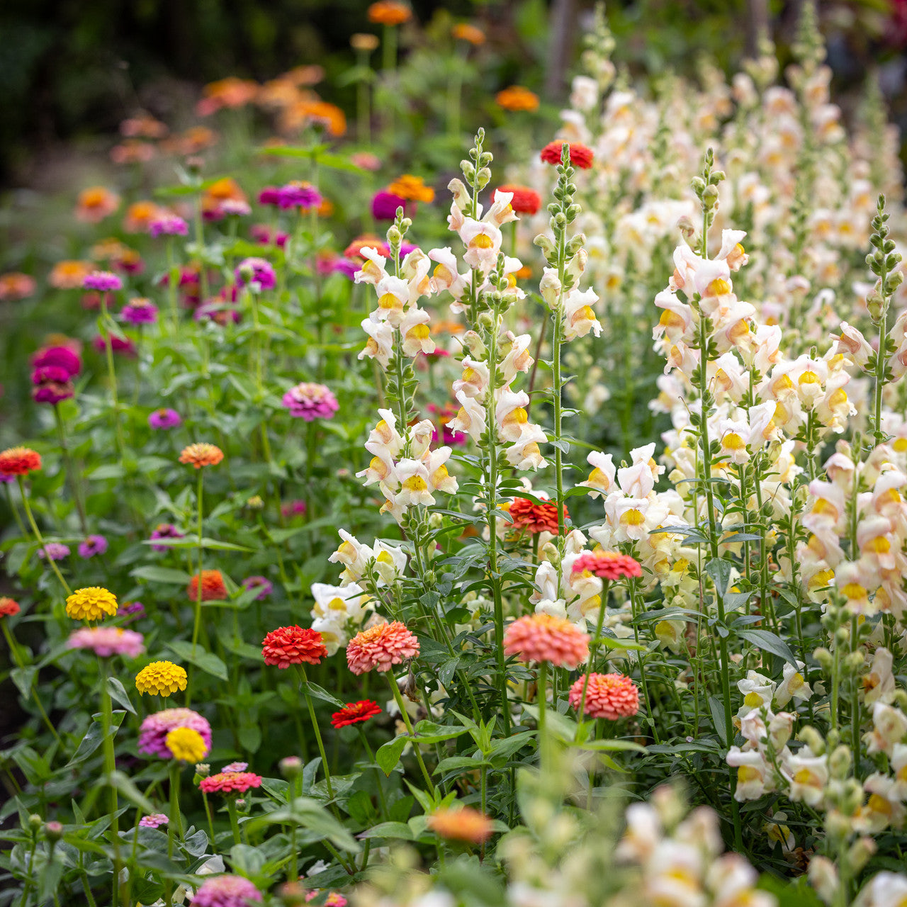 Sarah Raven Plants Antirrhinum majus Costa Apricot F1 Löwenmaul 6x9cm