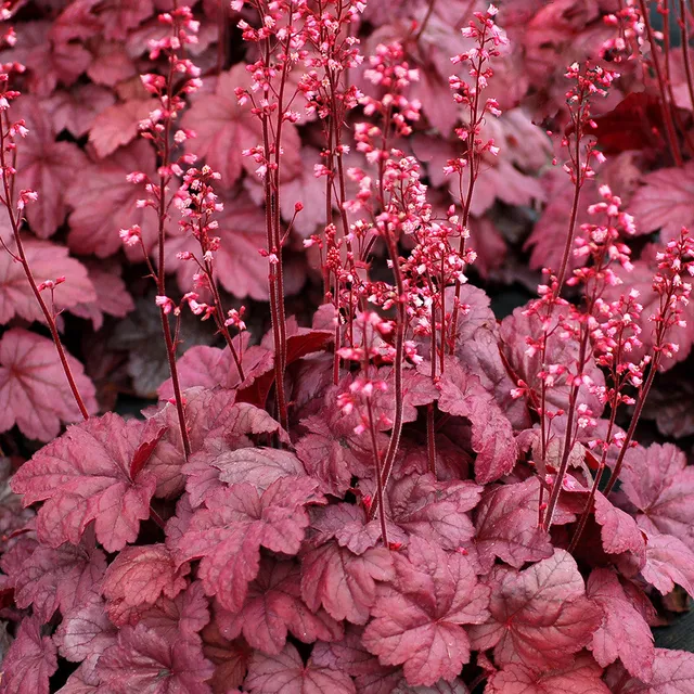 Sarah Raven Heuchera Grape Soda Purpurglöckchen 3x9 cm violett