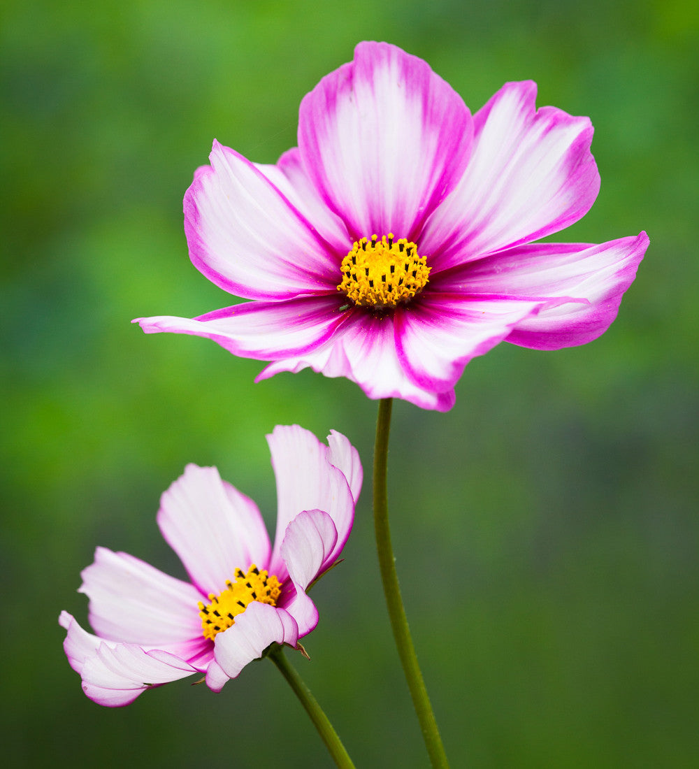 Sarah Raven Candy Stripe Cosmea 100 Samen weiß-rot