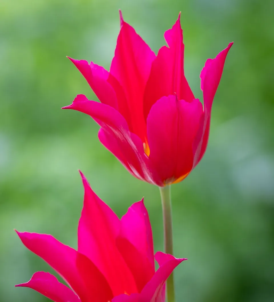 Sarah Raven Queen Rania Tulpe 10 Blumenzwiebeln koralle