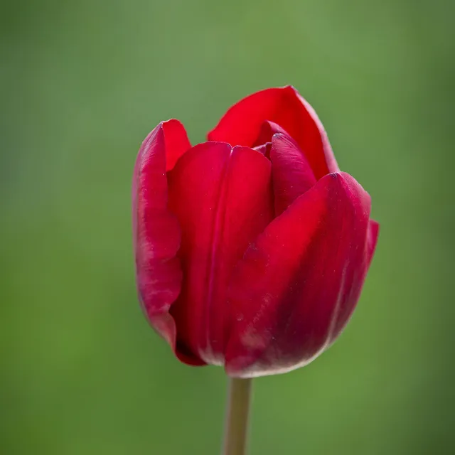 Sarah Raven Bulbs Tulpe Heleen Valstar Blumenzwiebeln rot 10 Stück