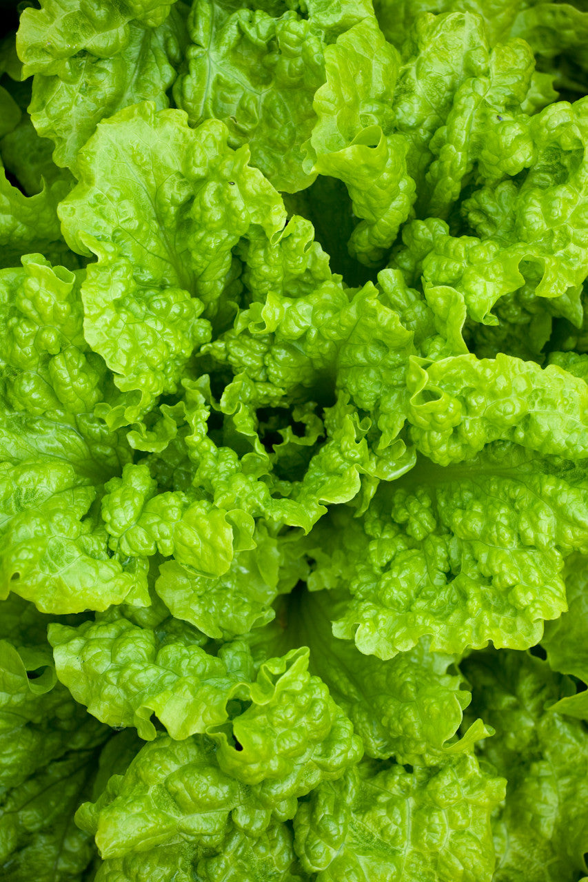 Sarah Raven Salat Black Seeded Simpson Samen 500 Stück