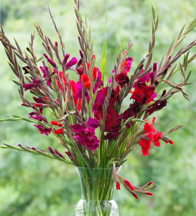 Sarah Raven Bulbs Hollywood Gladiolen Kollektion Knollen 45 Knollen Rot