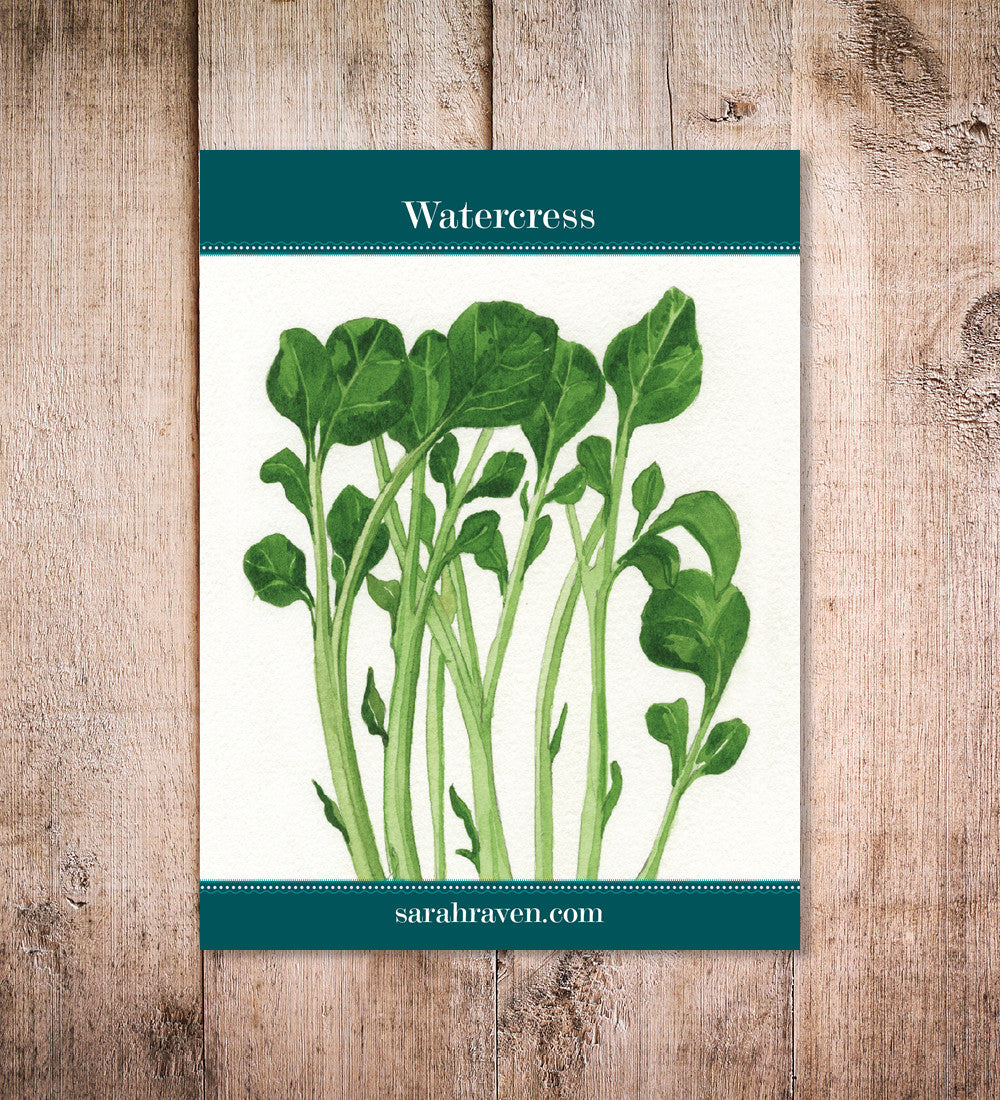Sarah Raven Seeds Watercress Brunnenkresse Samen 1000 Samen essbar