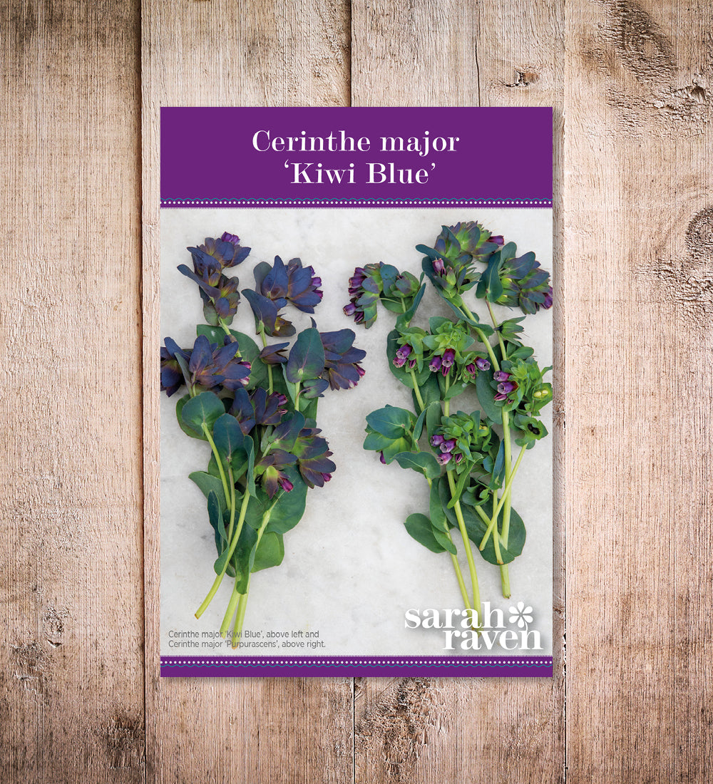 Sarah Raven Seeds Cerinthe major Kiwi Blue Samen 15 Samen Schnittblume