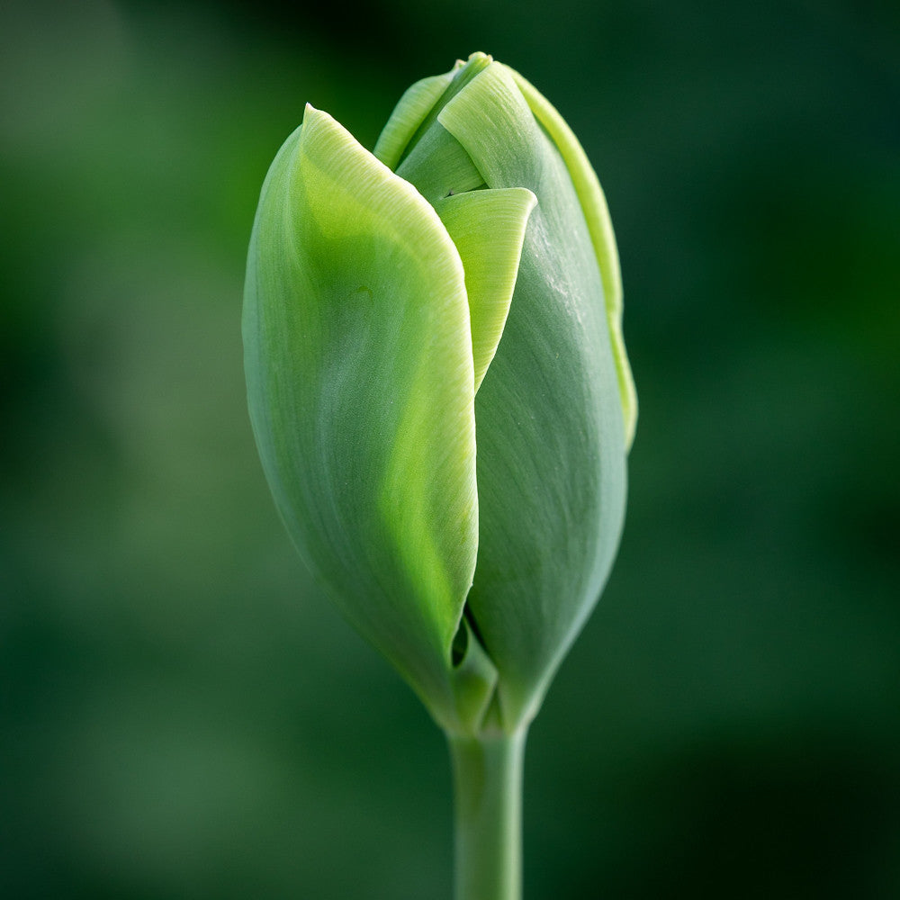 Sarah Raven Bulbs Tulip Green Power Blumenzwiebeln 15 Stück grün