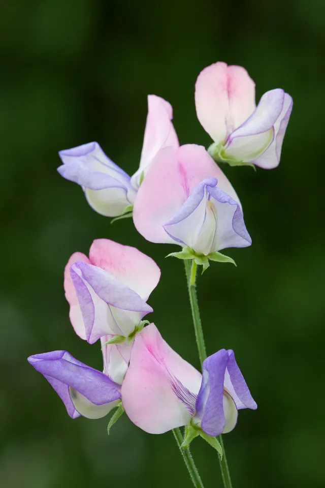Sarah Raven Seeds Sweet Pea Fire and Ice Samen 20 Samen duftend