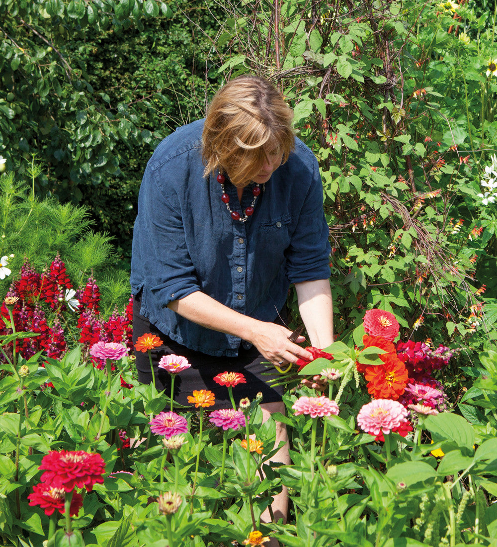 Sarah Raven Zinnia Giant Dahlia Mix Samen 60 Samen bunt