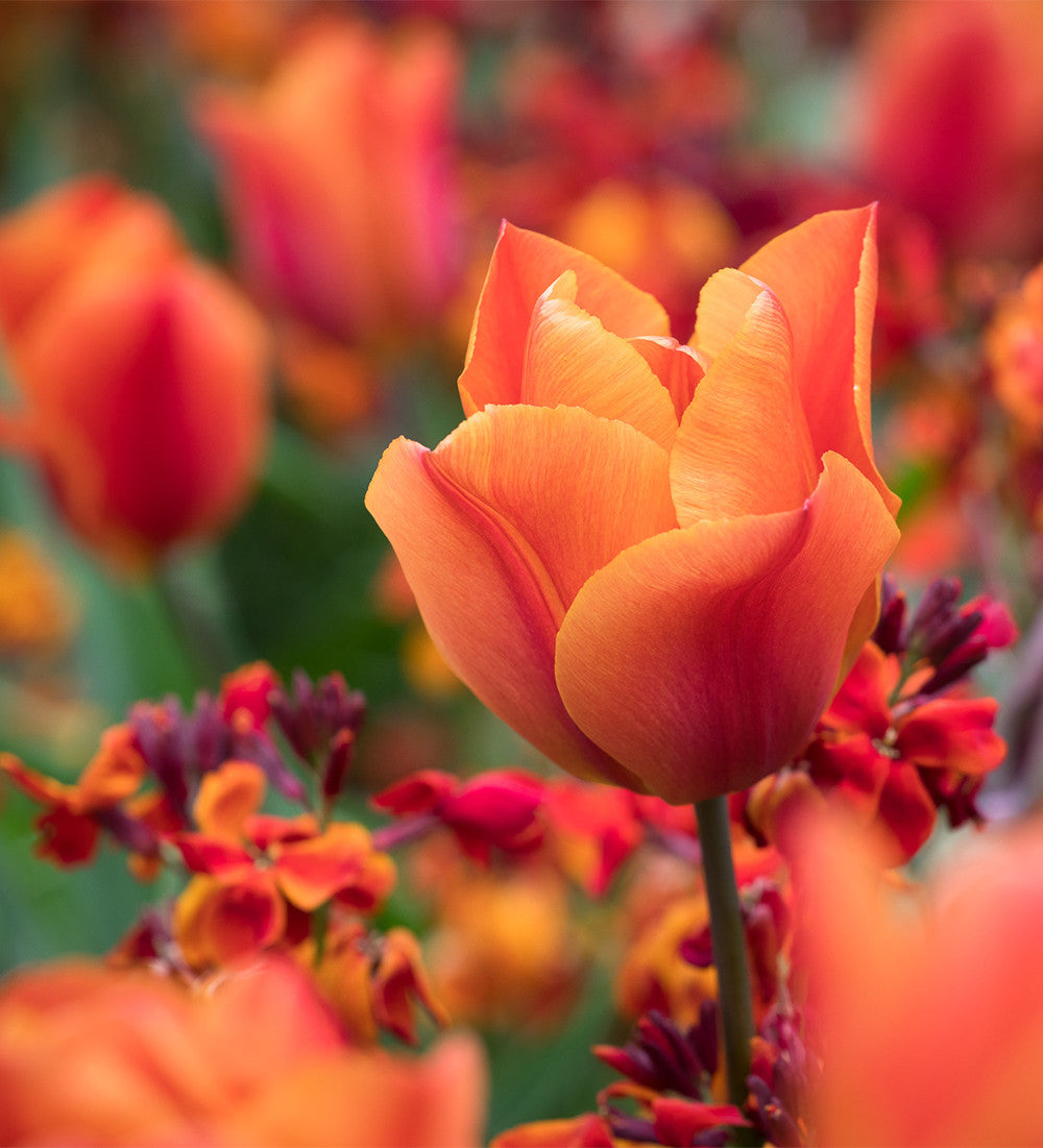 Sarah Raven Rich Sienna Tulpe Goldlack Kollektion 16 Stück orange