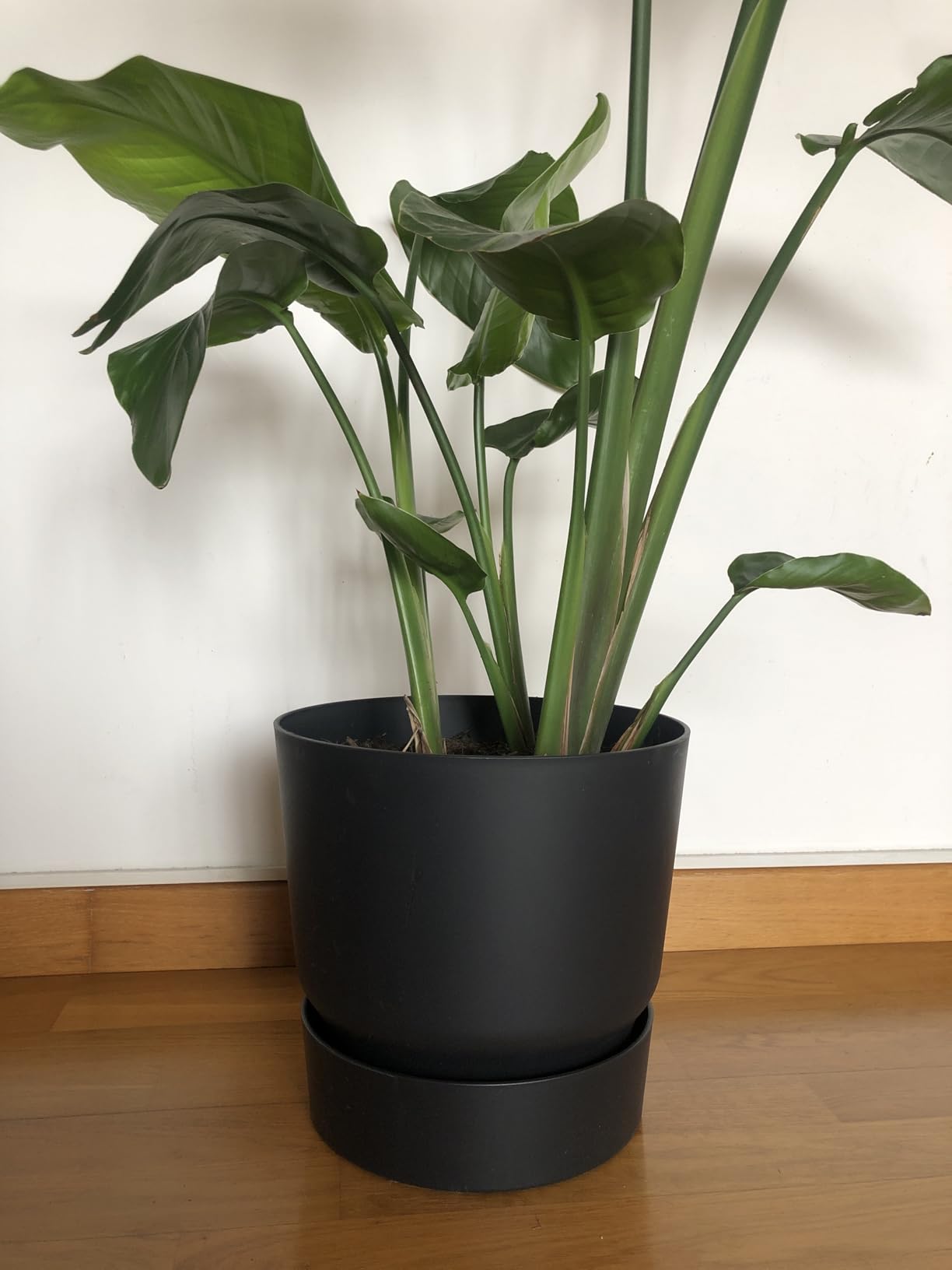 elho Greenville Rund Blumentopf 25 cm Weiß