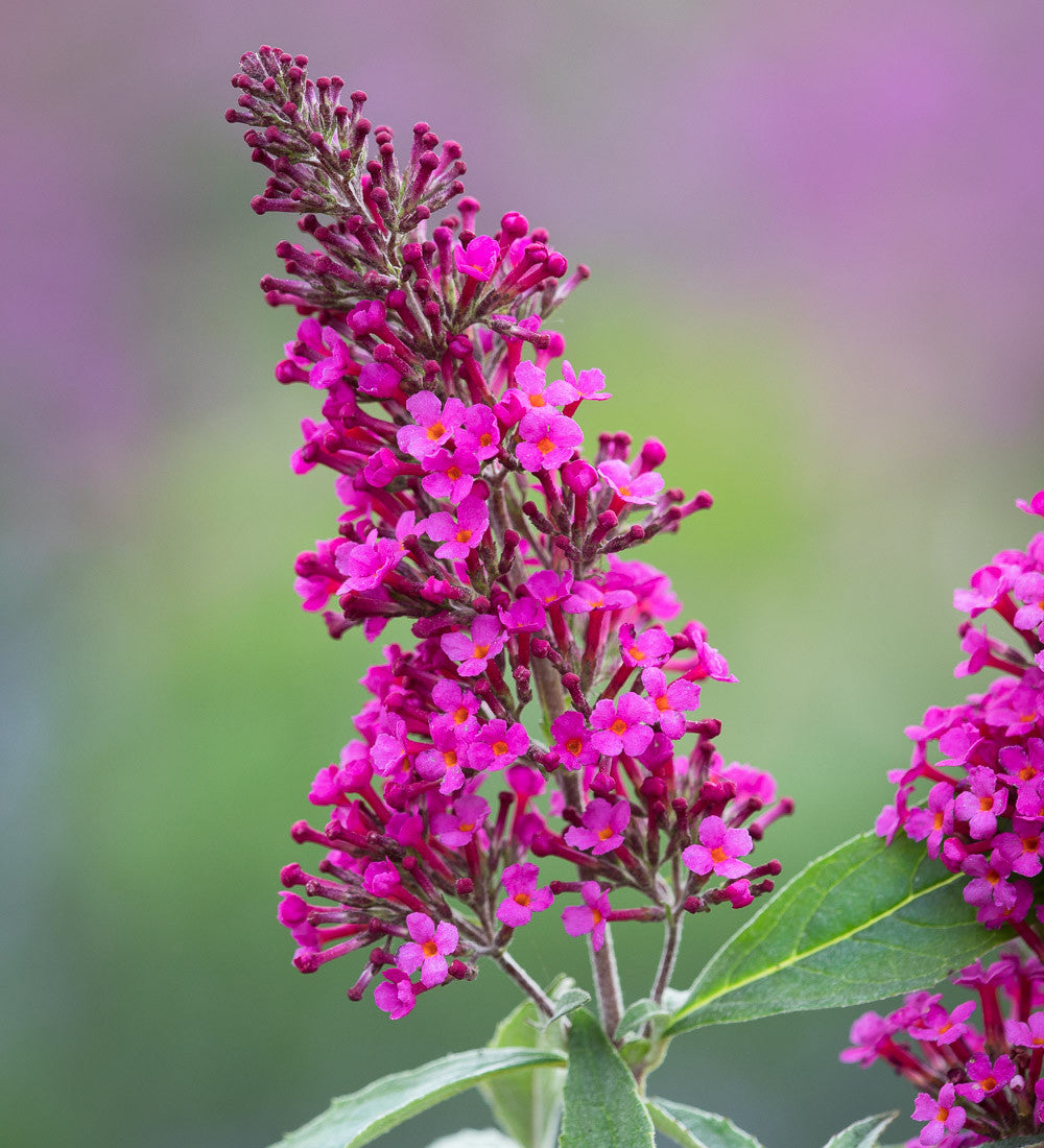 Sarah Raven Buddleja Hot Raspberry Sommerflieder 2 L