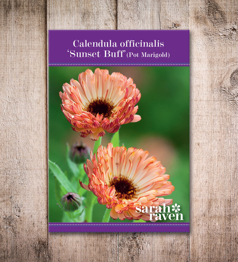 Sarah Raven Seeds Ringelblume Sunset Buff Samen 75 Stück
