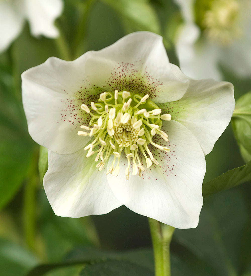 Sarah Raven Helleborus Pretty Ellen Blumepflanze 2L weiß gefleckt