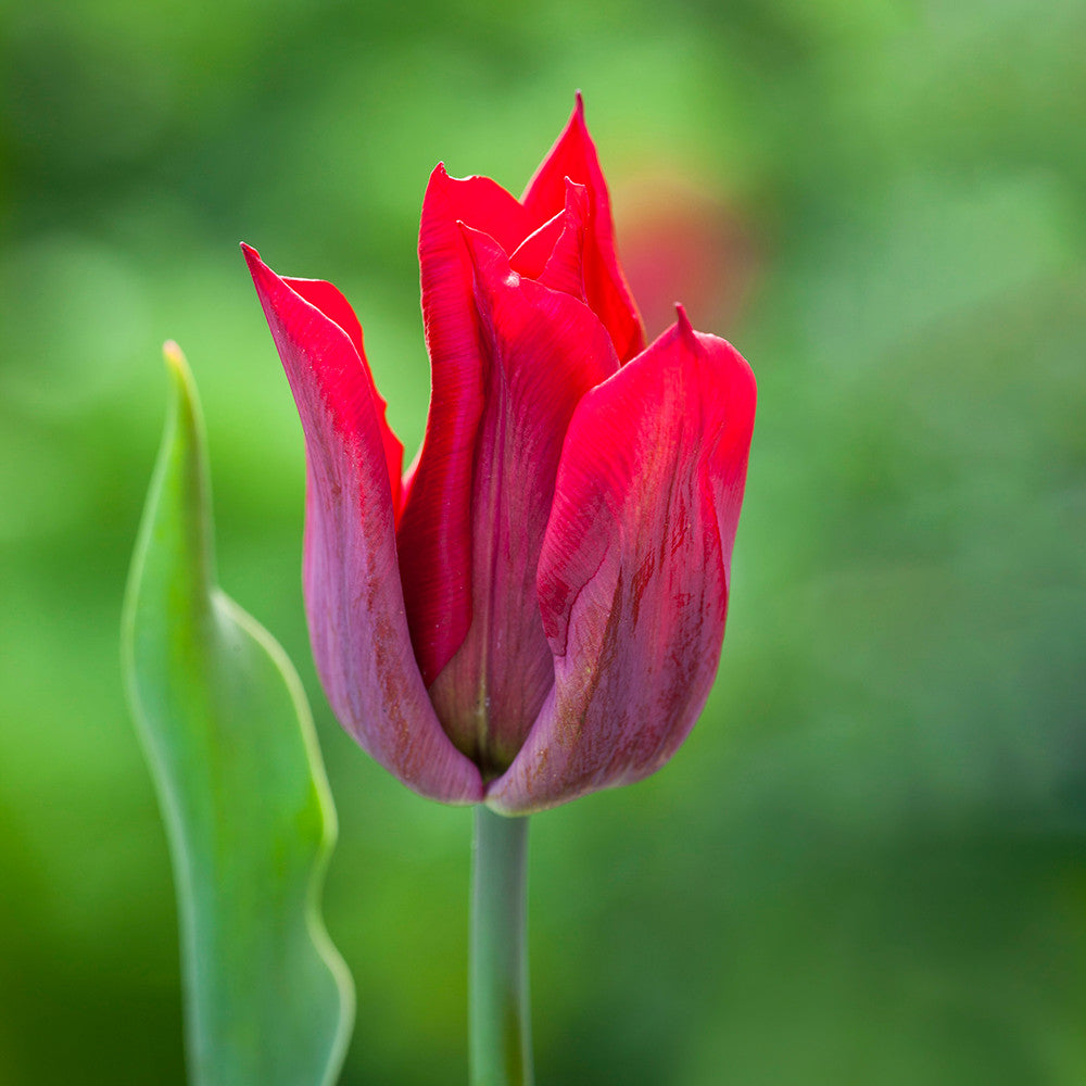 Sarah Raven Bulbs Tulpe Lasting Love Zwiebeln 10 Stück rot