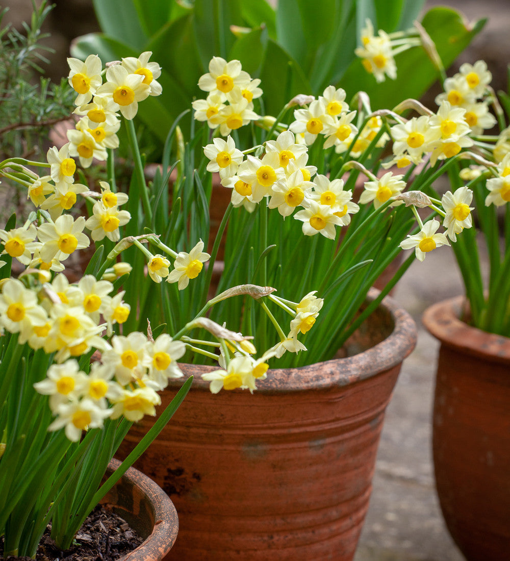 Sarah Raven Bulbs Narcissus for Pots Blumenzwiebeln 40 Stück duftend