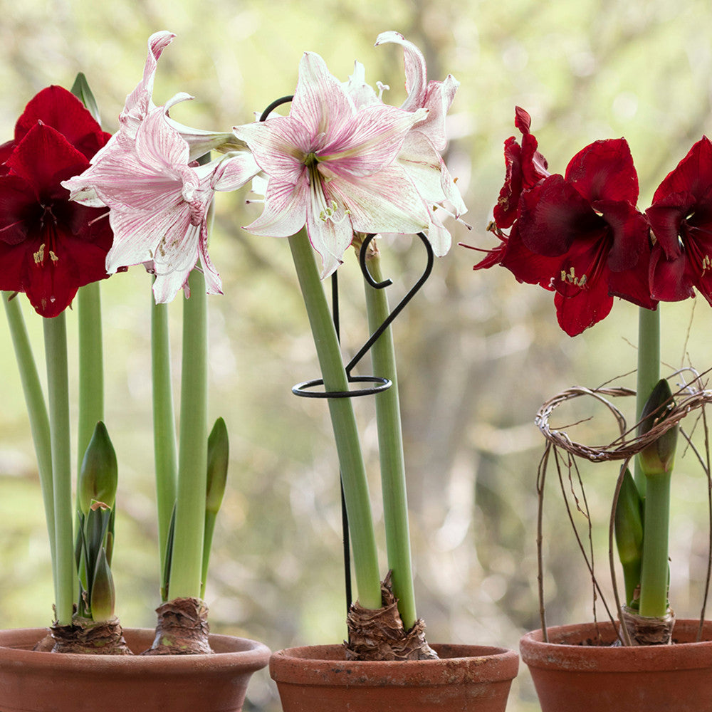 Sarah Raven Amaryllis Rankhilfe Pflanzenstütze 60 cm