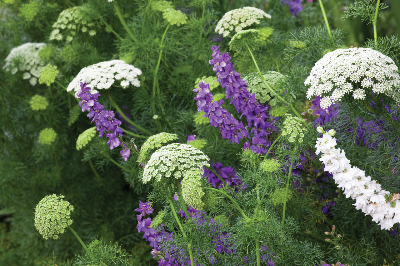 Sarah Raven Plants Ammi visnaga Samen 500 Samen weiß