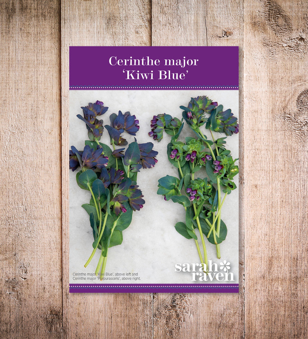 Sarah Raven Seeds Cerinthe major Kiwi Blue Samen 15 Samen Schnittblume
