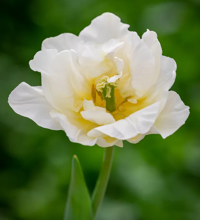 Sarah Raven Bulbs Tulpe Silk Road Blumenzwiebel 10 Zwiebeln