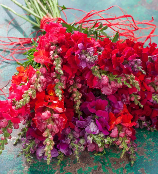 Sarah Raven Antirrhinum Collection Löwenmäulchen Samen 40 Samen