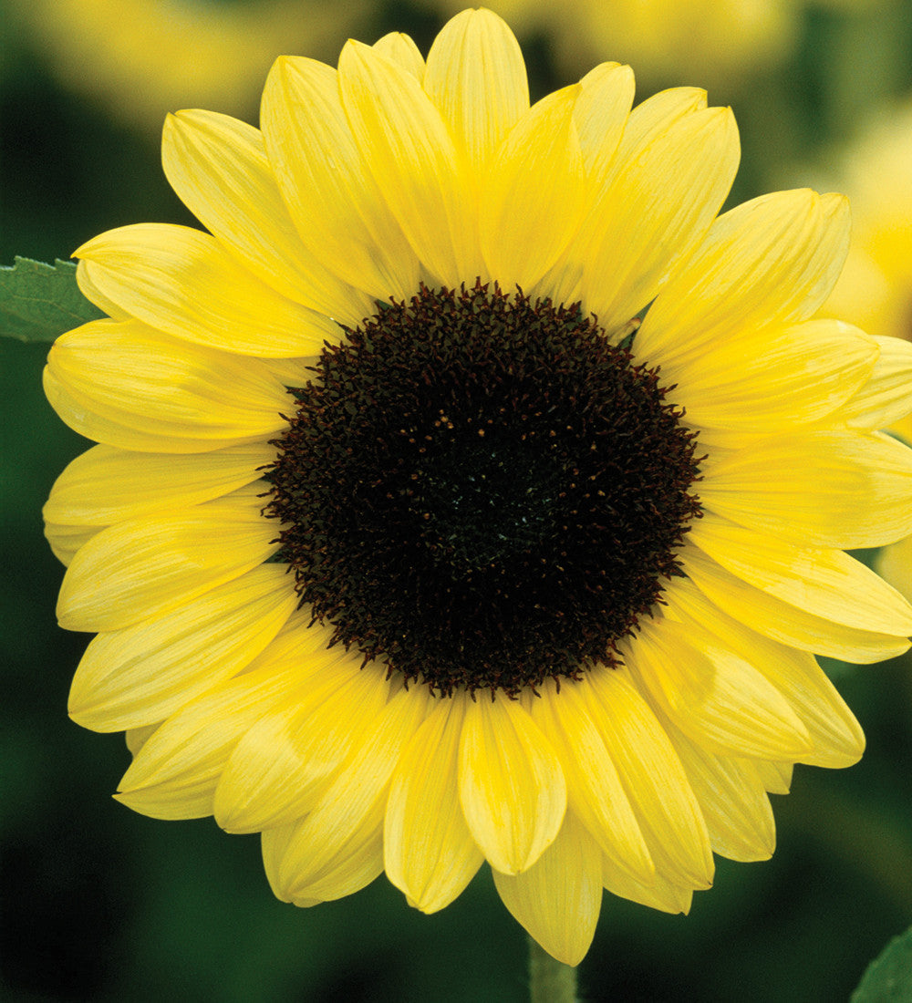 Sarah Raven Seeds Vintage Sunflower Sonnenblumensamen 30 Samen
