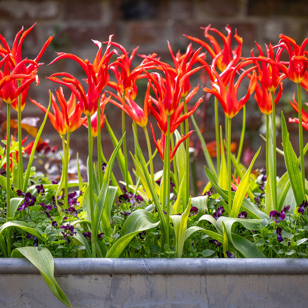 Sarah Raven Bulbs Tulip Go Go Red Tulpenzwiebeln 10 Stück rot
