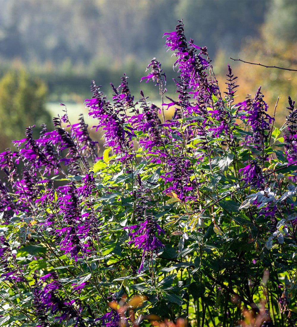 Sarah Raven Salvia Amistad Pflanze 3x 9cm Topf Dauerblüher