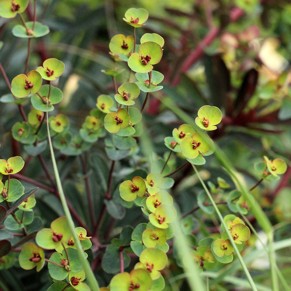 Sarah Raven Plants Euphorbia Miners Merlot Pflanze 3x 9cm