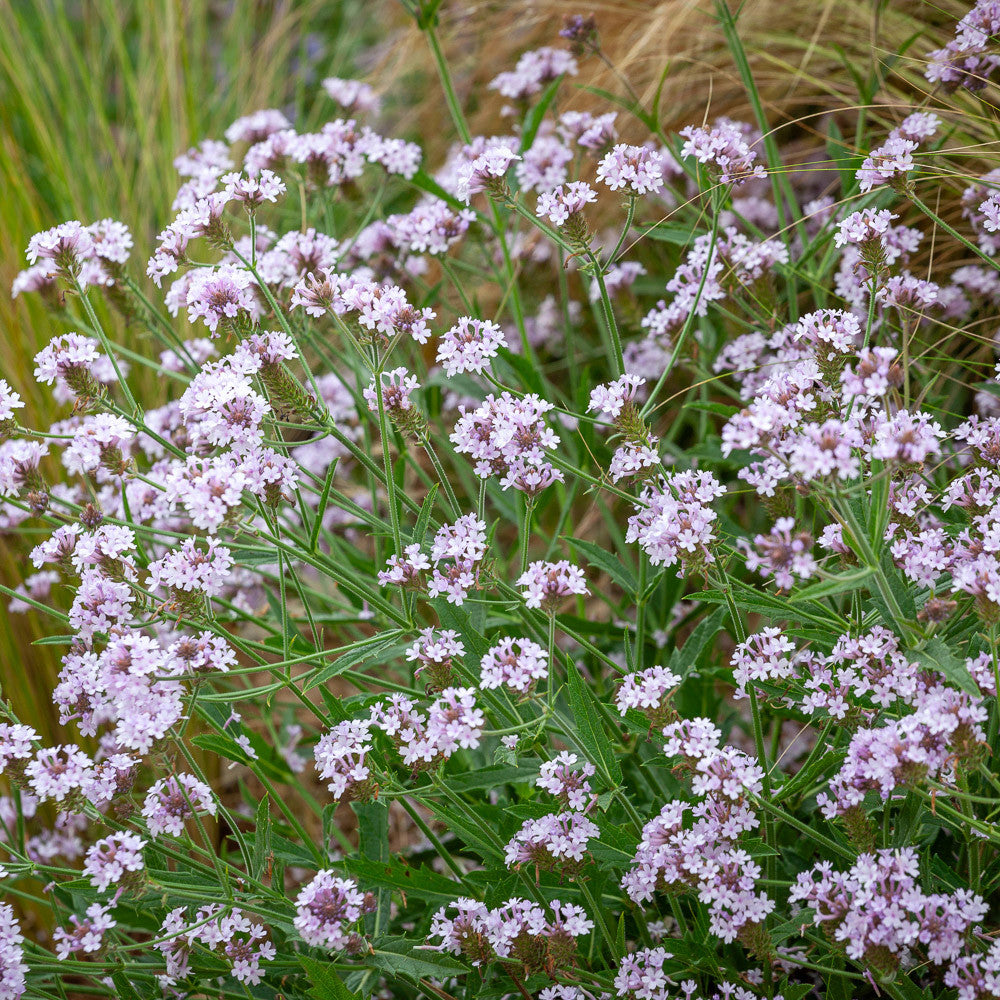Sarah Raven Plants Verbena Polaris Pflanze 1 x 2 Liter Topf Lila