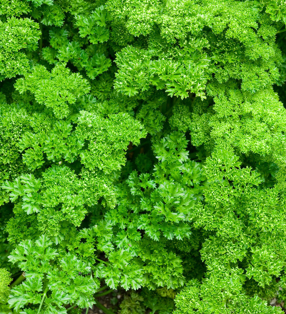 Sarah Raven Seeds Petersilie Moss Curled Samen 1000 Samen Küche