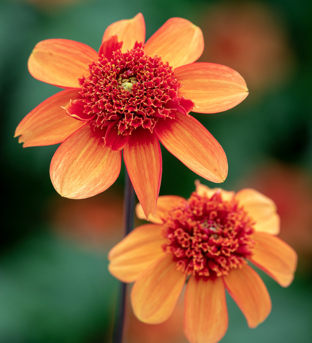 Sarah Raven Bulbs Dahlia Josie Dahlienknolle 1 Knolle orange