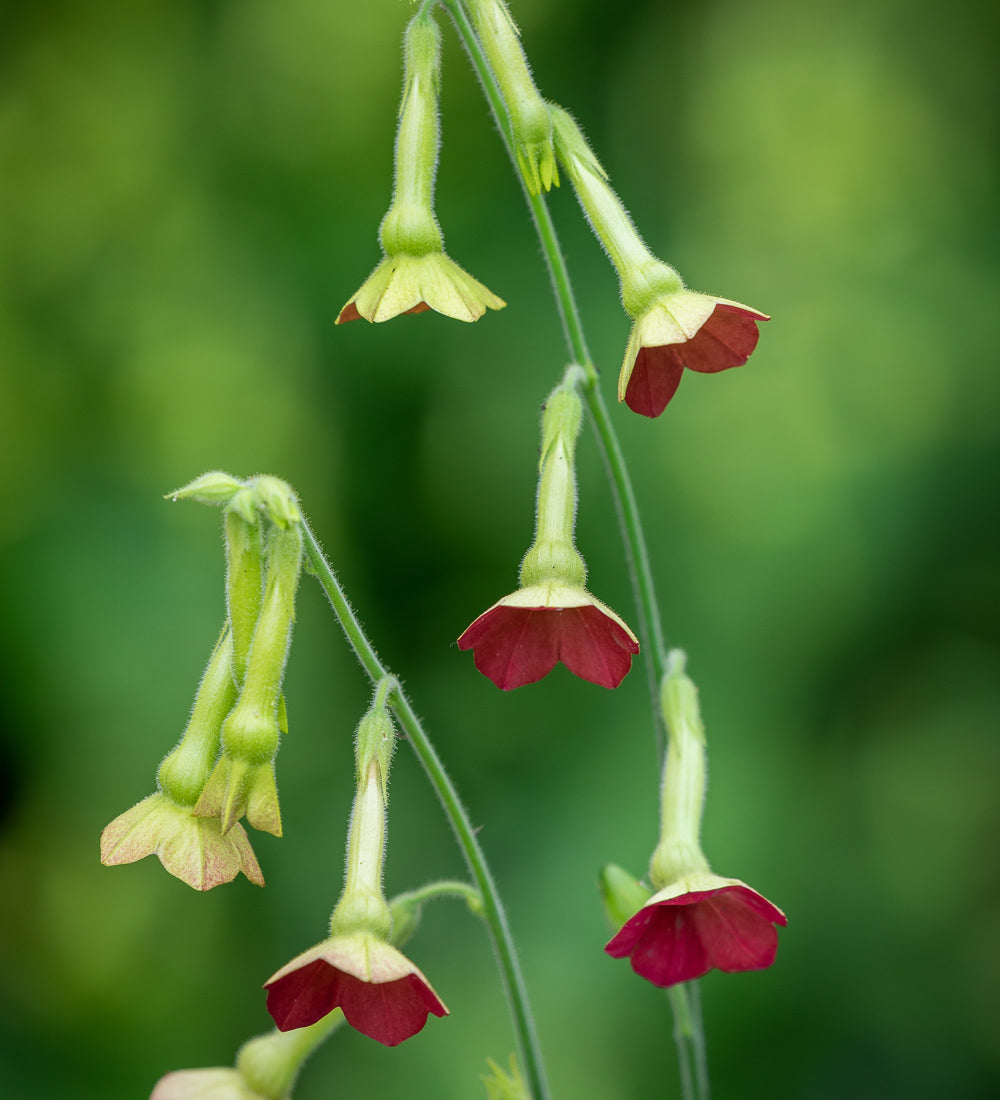 Sarah Raven Seeds Nicotiana Tinkerbell Ziertabak Samen 50 Samen Vase