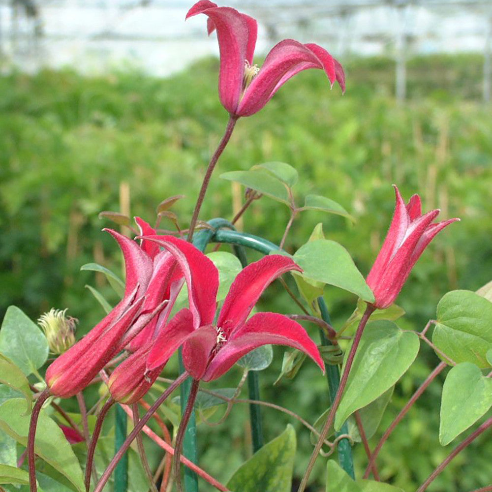 Sarah Raven Plants Clematis Gravetye Beauty Pflanze 1x2L Topf rot