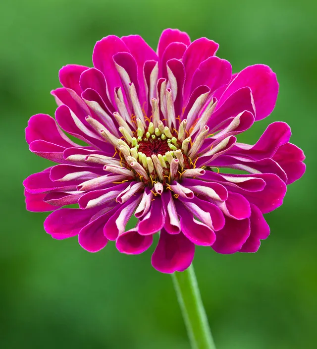 Sarah Raven Plants Zinnia Benary's Giant Wine Zinnie 6x 9cm dunkelrot