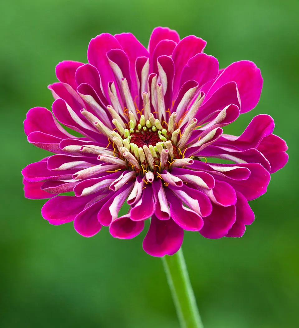 Sarah Raven Plants Zinnia Benary's Giant Wine Zinnie 6x 9cm dunkelrot