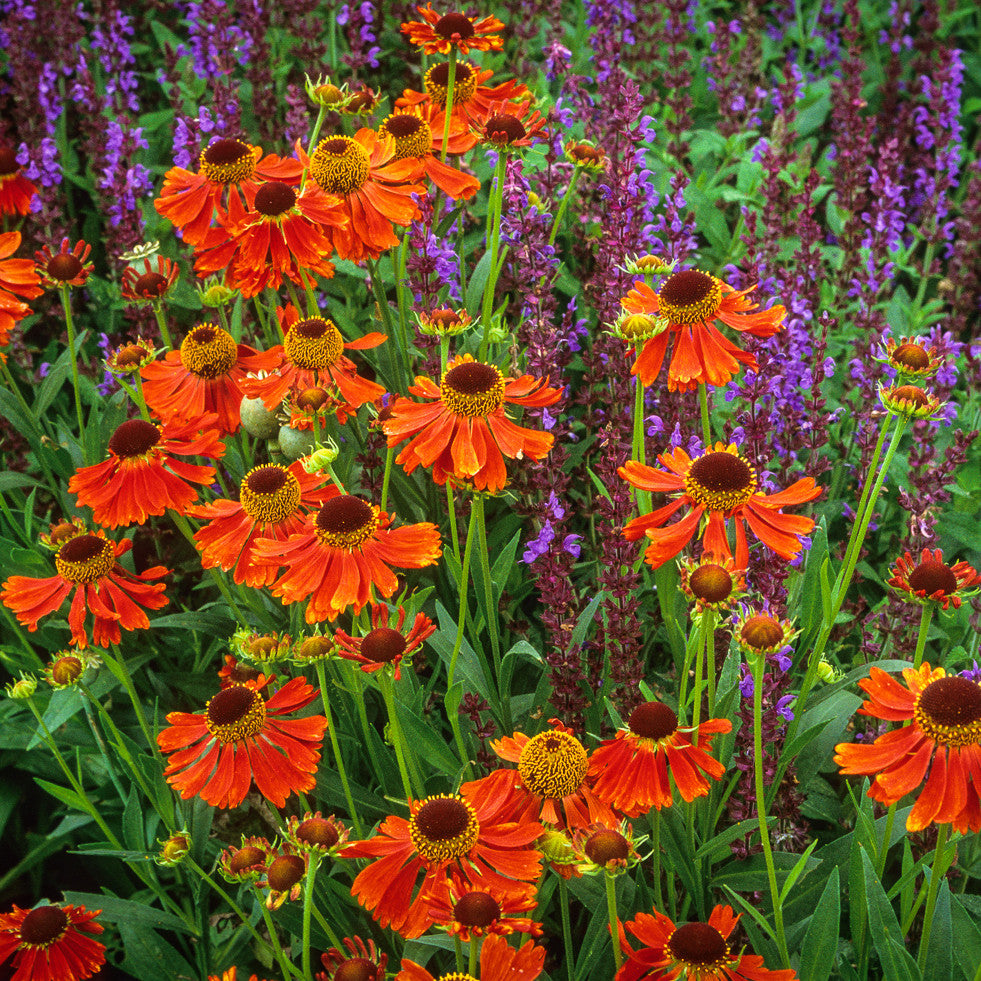 Sarah Raven Plants Moerheim Beauty Sonnenbraut 3x9cm Orange