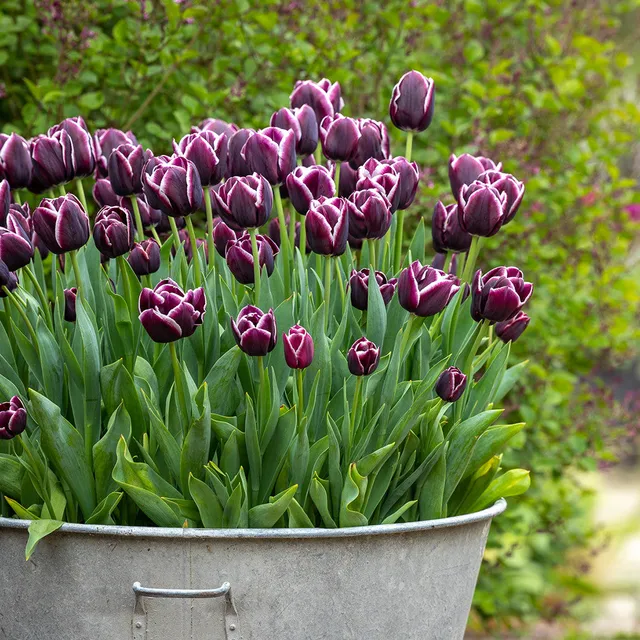 Sarah Raven Bulbs Tulpe Jackpot Blumenzwiebeln 10 Stück hoch