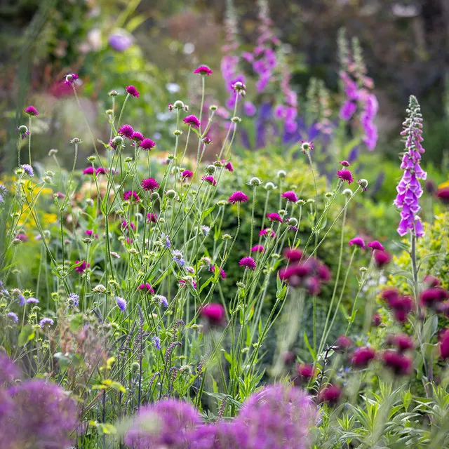 Sarah Raven Plants Knautia Combination Stauden 6x9cm