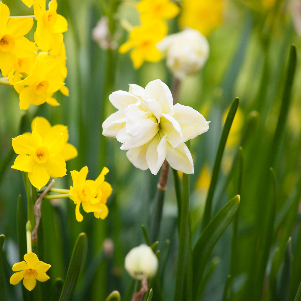 Sarah Raven Bulbs Successional Narcissus Collection 30 Zwiebeln