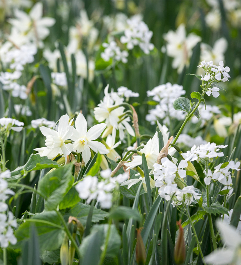 Sarah Raven Bulbs Narzisse Thalia Blumenzwiebeln 15 Stück elfenbein