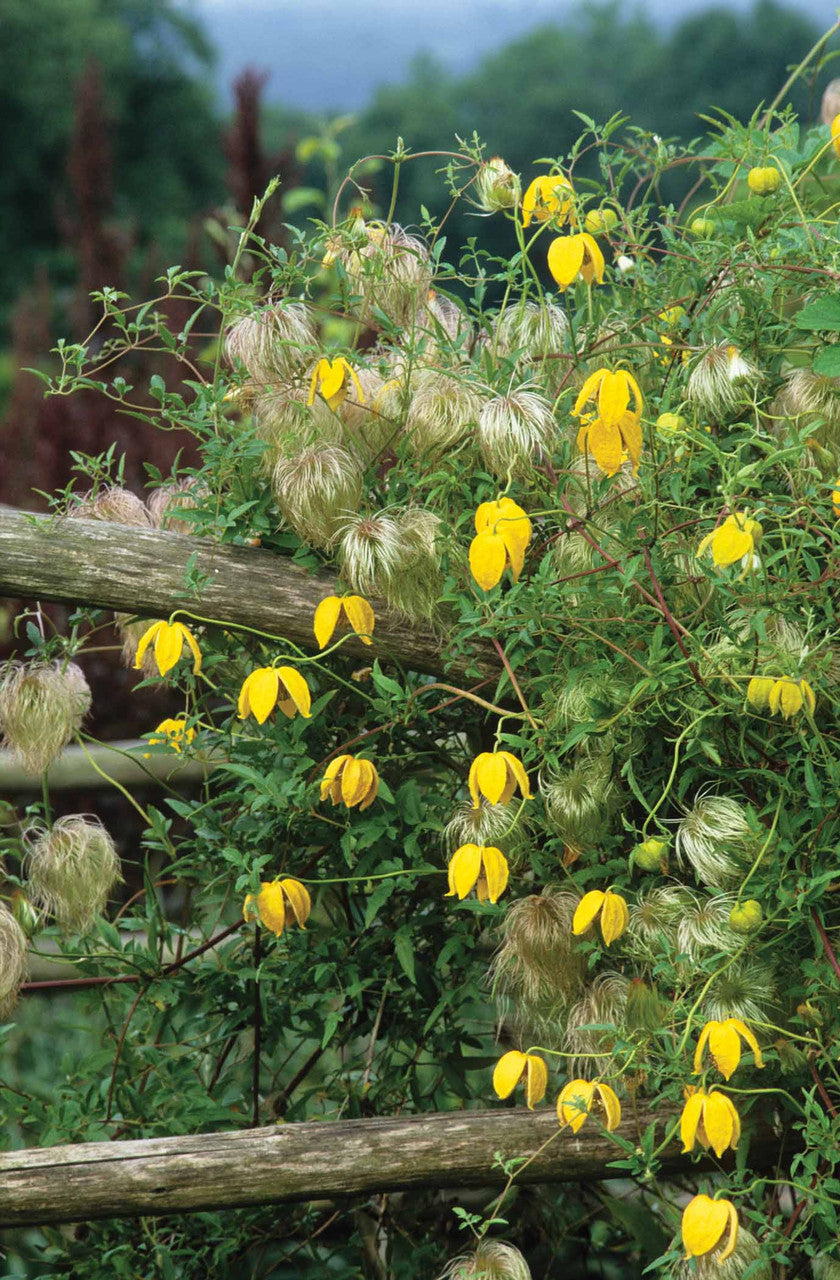 Sarah Raven Plants Clematis Bill Mackenzie Pflanze 2 Liter