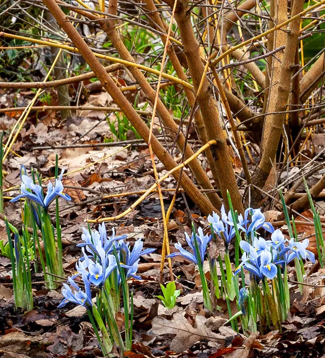 Sarah Raven Iris Alida Reticulata Blumenzwiebeln 25 Stück blau